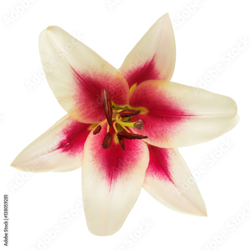 Beautiful pink lily flower