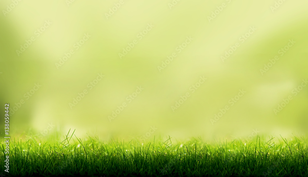 Blades of Green Grass with a blurred green garden foliage background.