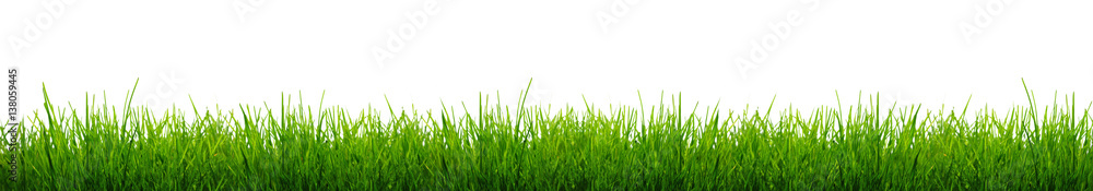 Naklejka Ostrza Zielona trawa Odizolowywająca na białym tle.