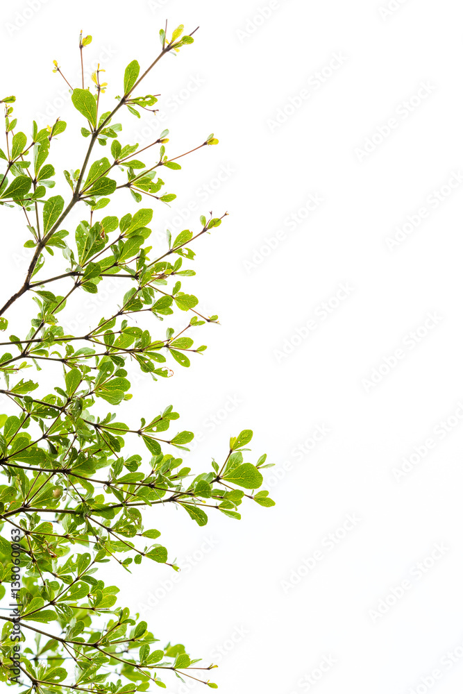 Green leaves isolated on white Green leaves isolated on white