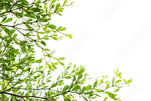 Green leaves isolated on white