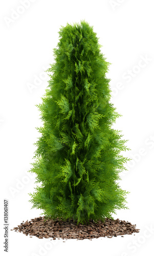 Tableau sur toile thuja plant isolated on white background