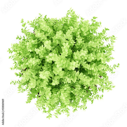 top view of small boxwood plant isolated on white background