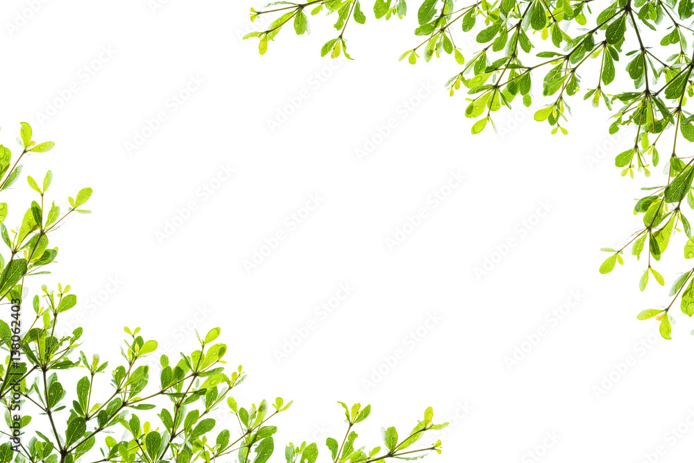 Green leaves isolated on white