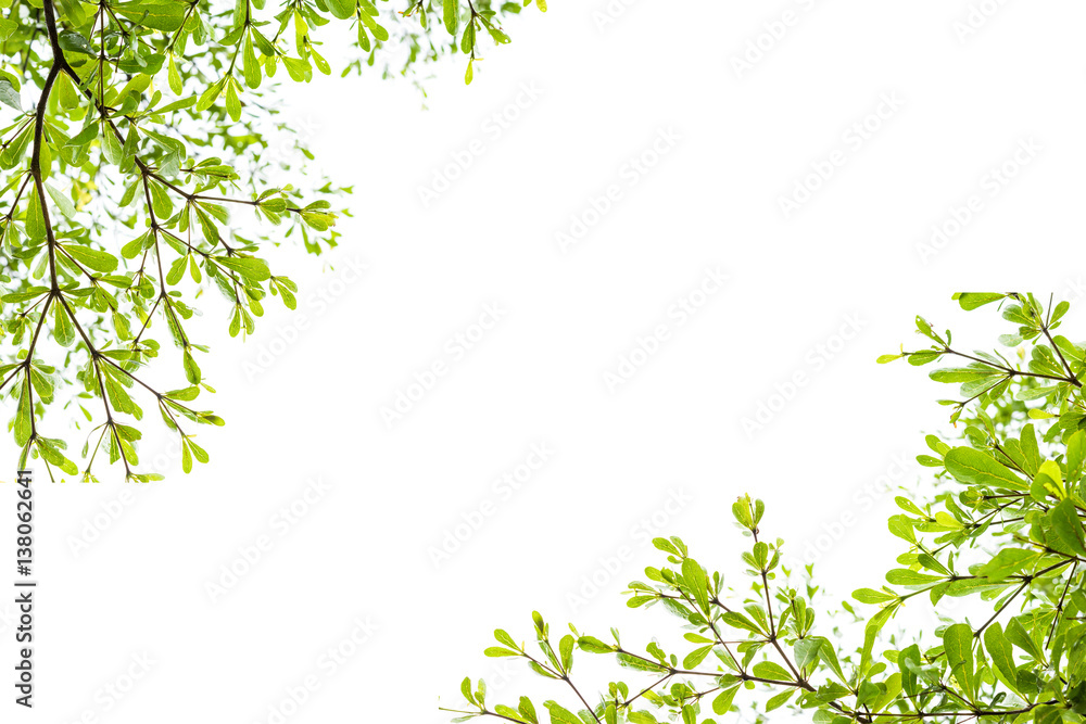 Green leaves isolated on white Green leaves isolated on white
