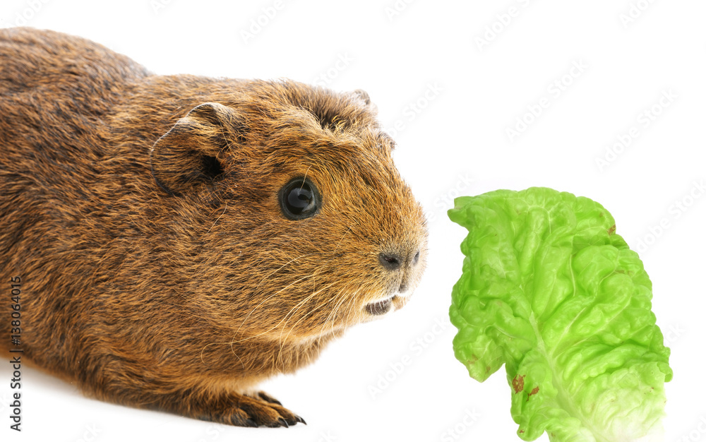 guinea pig isolated on white guinea pig isolated on white