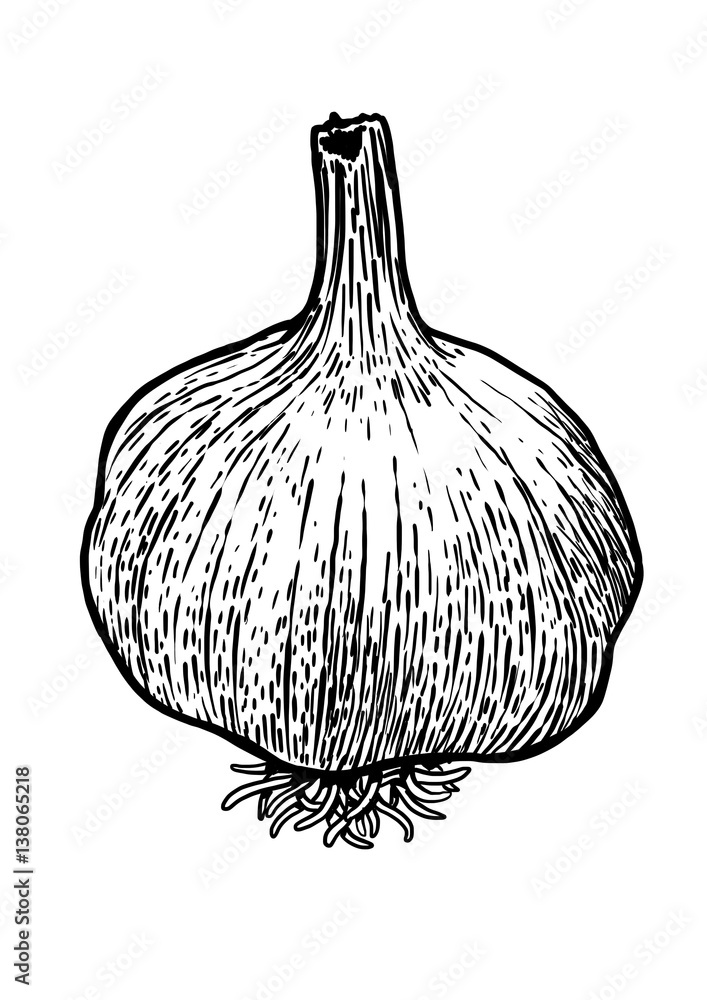 Garlic Line Drawing