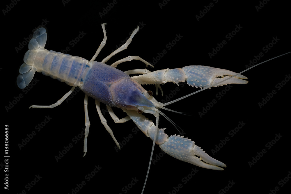 crayfish blue crayfish blue