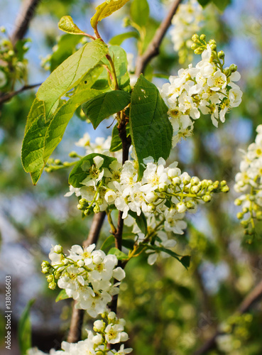 Black currant flower photo