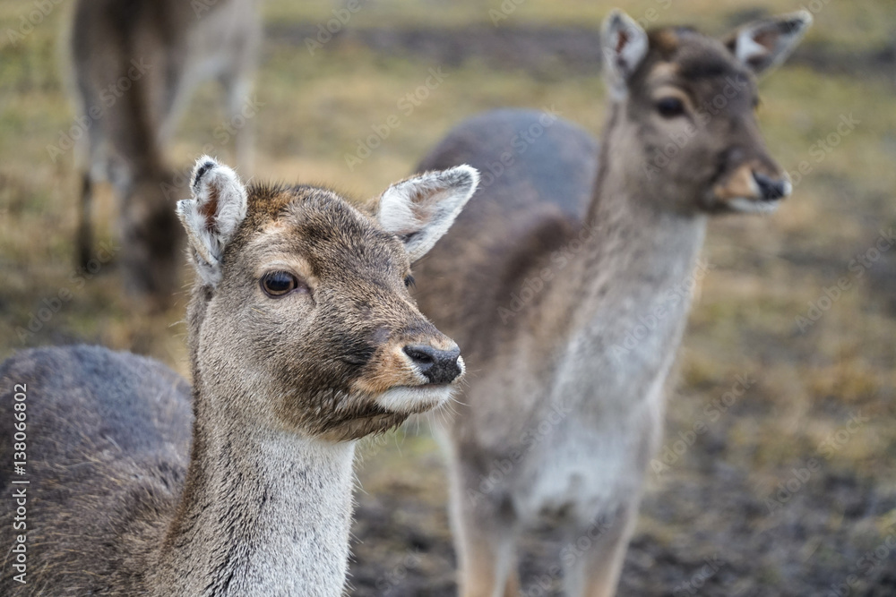Group of young does / deers / female roes in wild nature - portrait shot in national park.