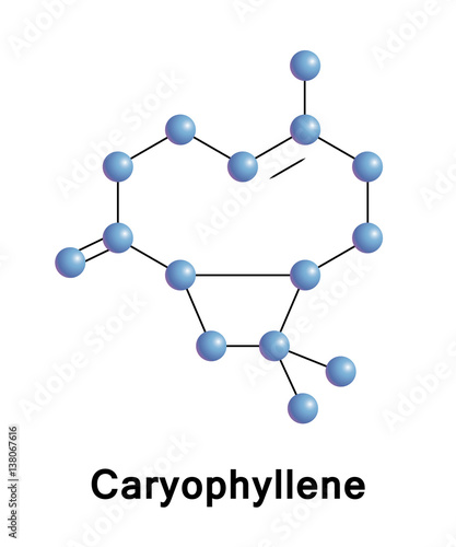 Caryophyllene is a natural bicyclic sesquiterpene that is a constituent of many essential oils. It is usually found as a mixture with isocaryophyllene and a-humulene. 