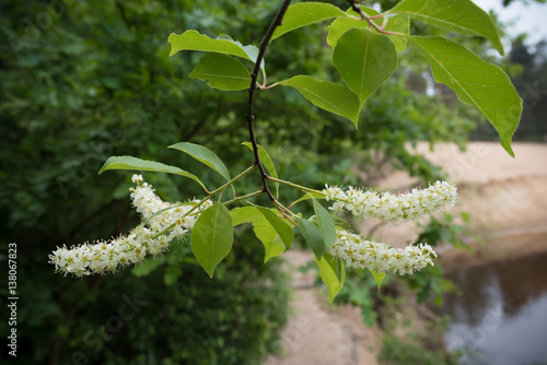 blooming white lilac