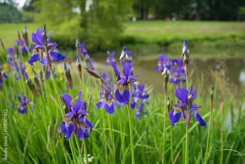 Fototapeta Naklejka Na Ścianę i Meble -  blue iris flowers