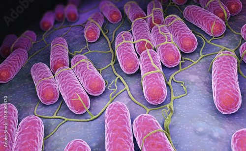 Foto Culture of Salmonella bacteria