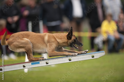 Canine sport