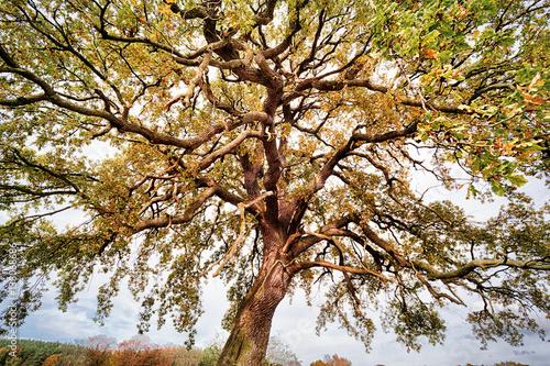 extreme wide-angle shoot of a beautiful lime tree in autumn