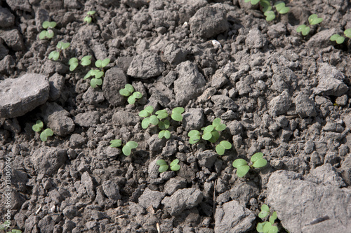 Plants growing in the soil. Farming.  photo