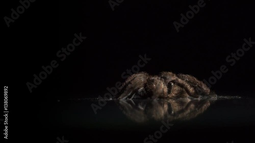Close-up of a big hairy spider spinning on the mirror surface photo
