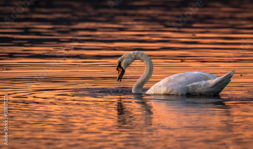 Beautiful swan in the water sunset colours