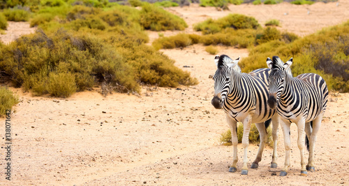 two zebras in Cape Town