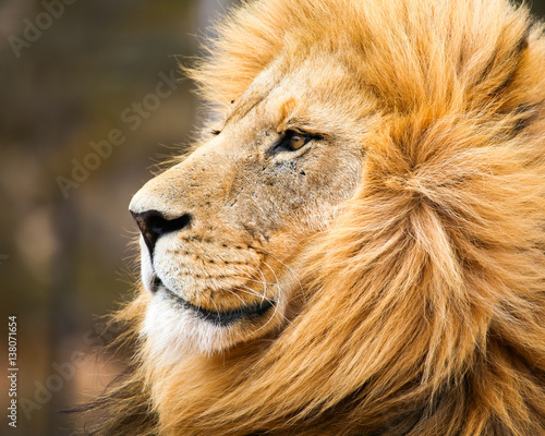 male african lion
