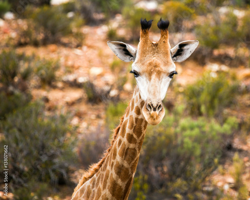 baby giraffe in Cape Town park © Daco