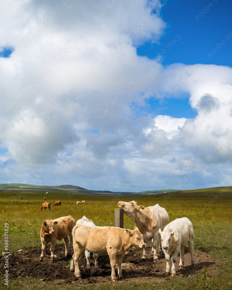 Fototapeta premium cows on meadow