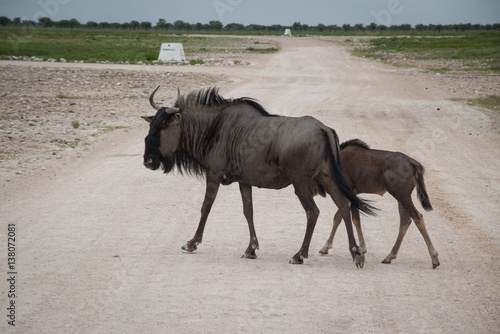 Blue wildebeests in Etosha, Namibia