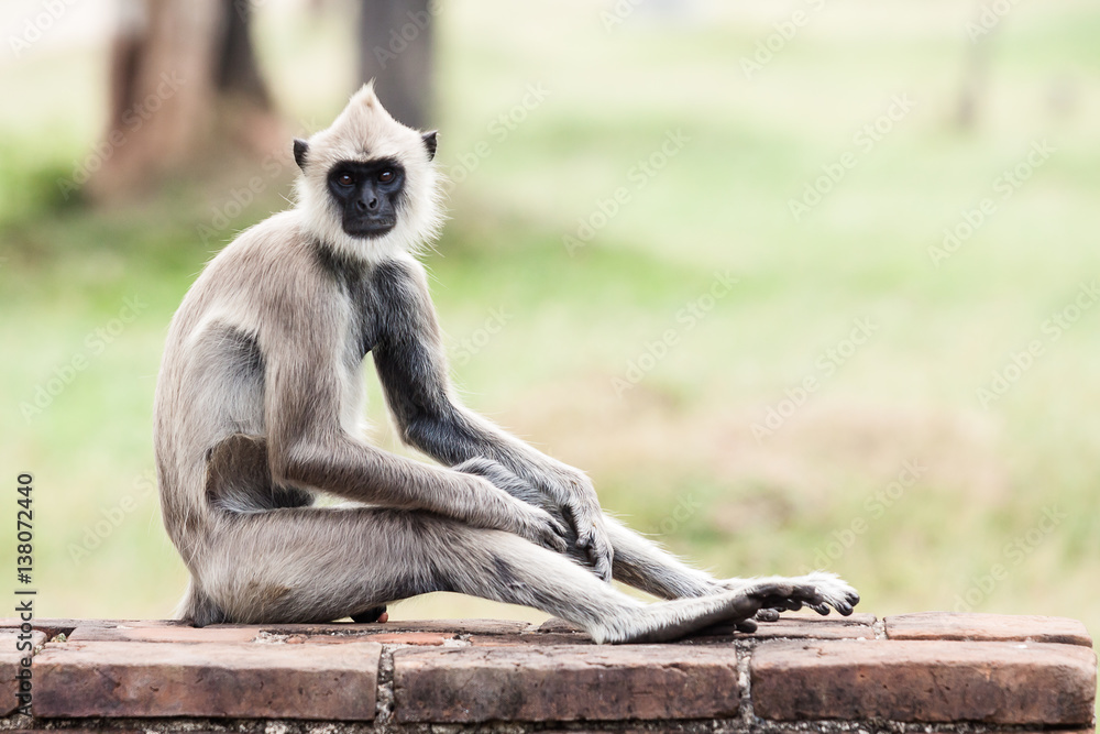 Fototapeta premium Tufted gray langur monkey in Anuradhapura