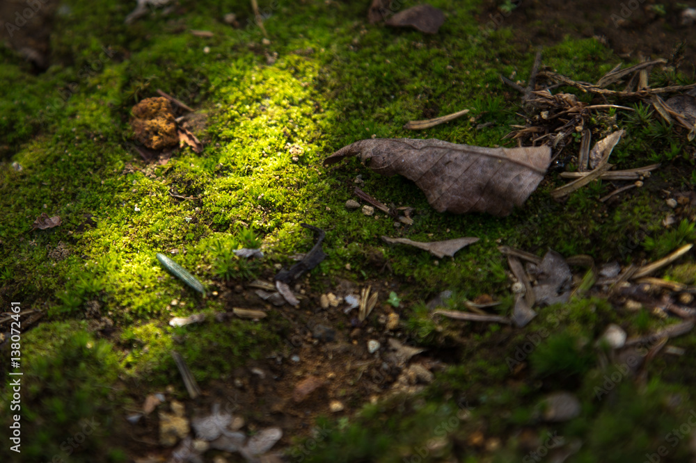 Fototapeta premium 苔と光
