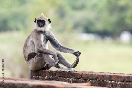 Sticker Tufted gray langur monkey in Anuradhapura
