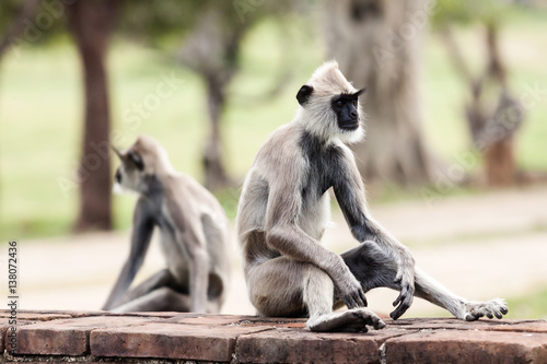 Tufted gray langur monkeys in Anuradhapura © Alex Ishchenko