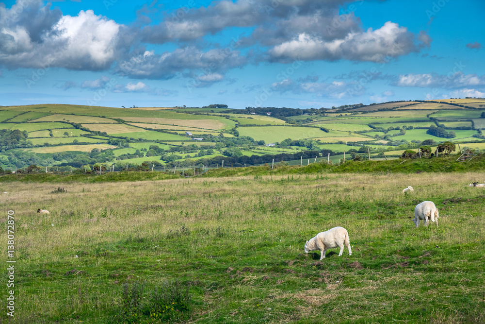 Landscape with sheep grazing in the meadows of the northern coast of Devonshire. Farmland in Exmoor. UK Landscape with sheep grazing in the meadows of the northern coast of Devonshire. Farmland in Exmoor. UK