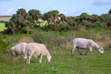 Sheep grazing in the meadows of the northern coast of Devonshire. Farmland in Exmoor. UK