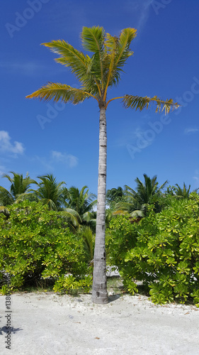 High palm tree in the Maldives