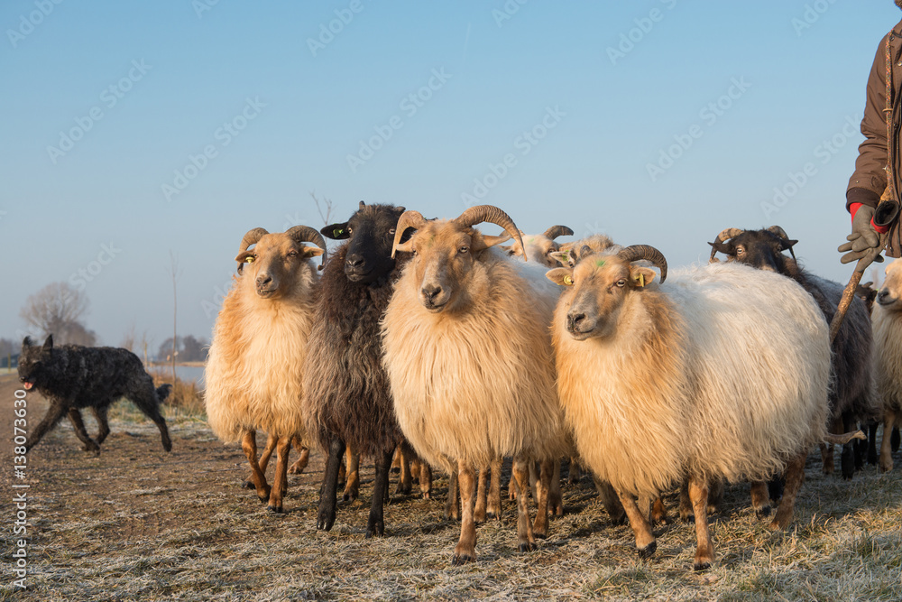 Fototapeta premium Herd of rural sheep with a sheepdog on a winter day with blue sky