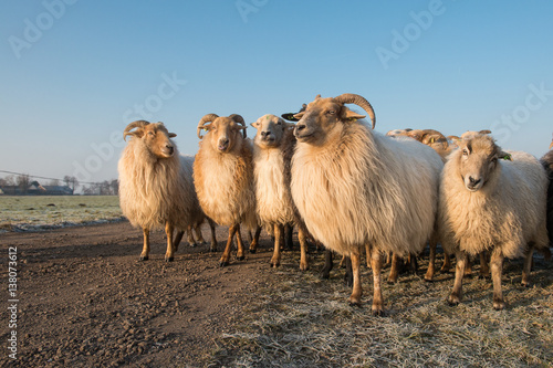 Fototapeta Naklejka Na Ścianę i Meble -  Flock of rural sheep on a road with blue sky