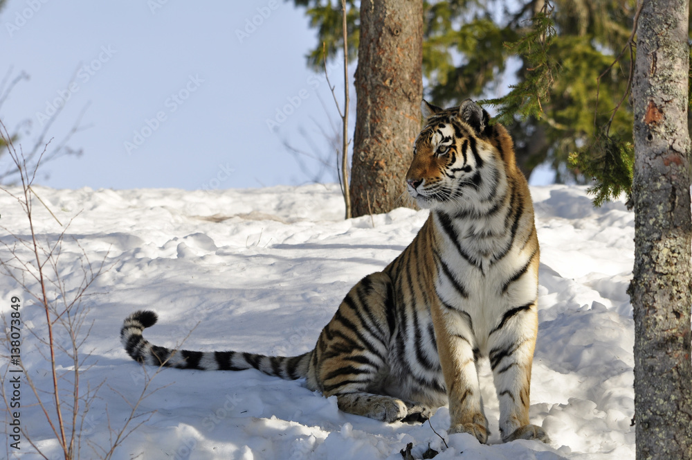 Obraz premium A beautiful Siberian tiger in a wintry landscape