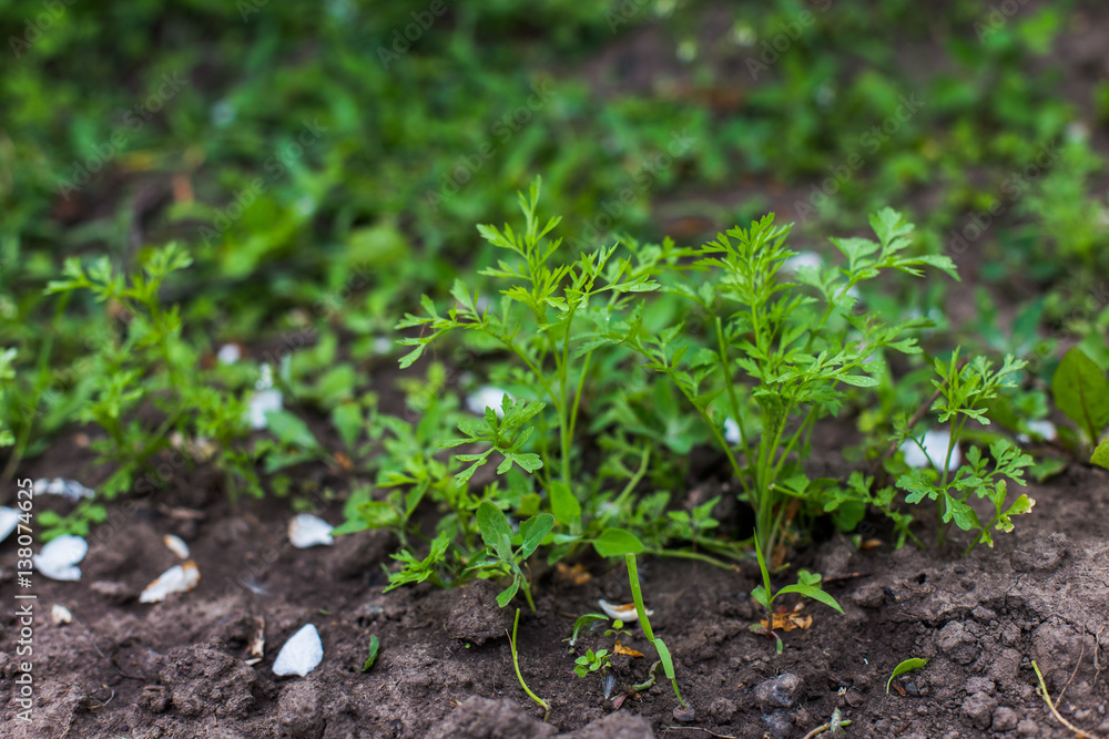 Young sprouts parsley. In the garden bed of spice plants. The upcoming harvest. Young sprouts parsley. In the garden bed of spice plants. The upcoming harvest.