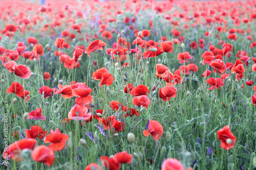 Poppy field. Flowers background. Summer.