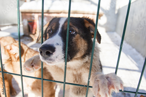 Photography Abandoned dog in the kennel,homeless dog behind bars in an animal shelter