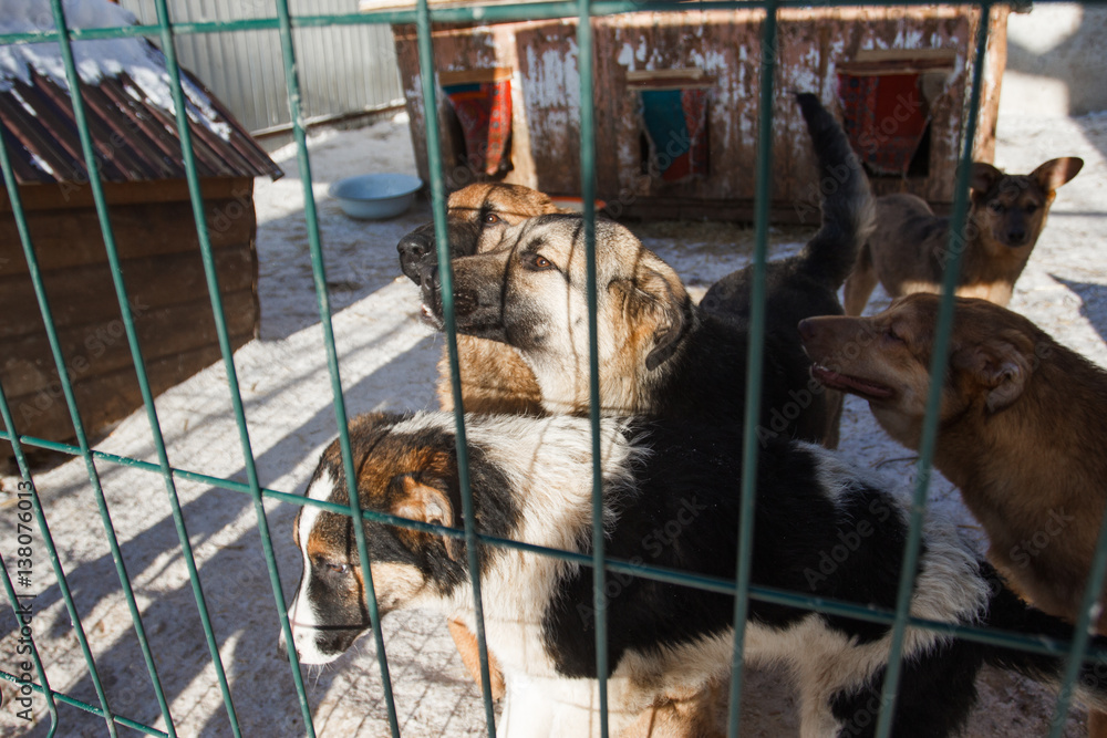 Abandoned dog in the kennel,homeless dog behind bars in an animal