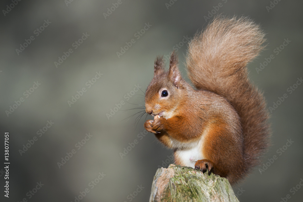 Red squirrel eating Red squirrel eating