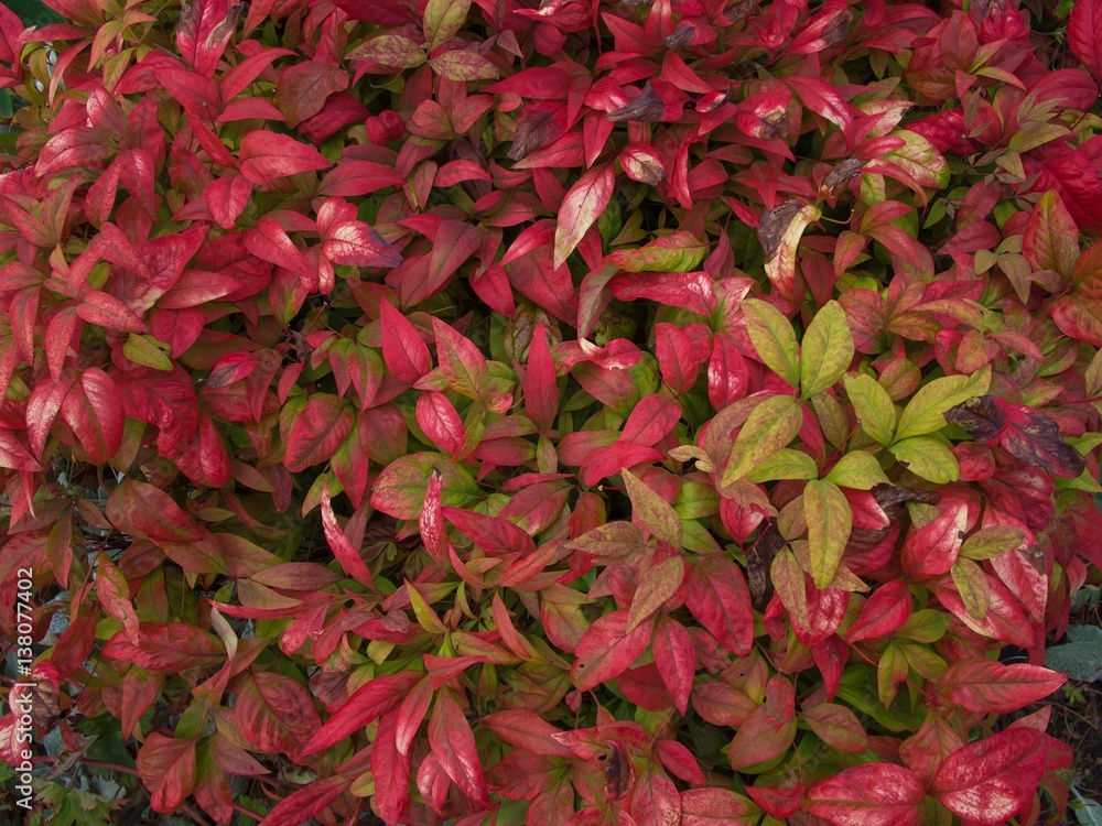 Nandina