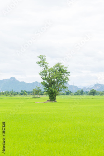 Tree in rice fields