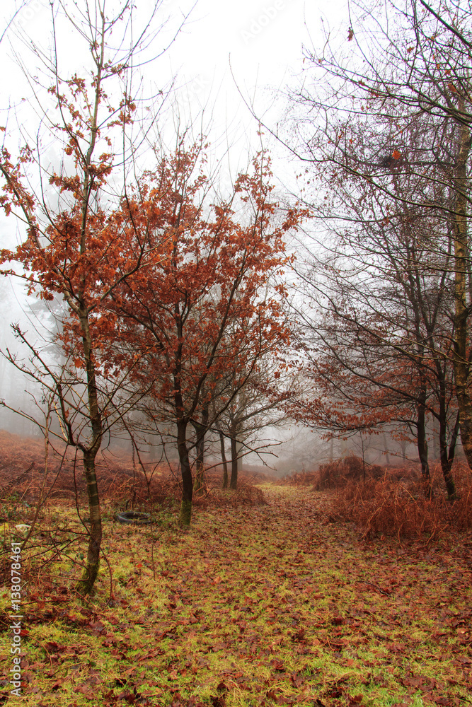 English woodland on a foggy misty morning