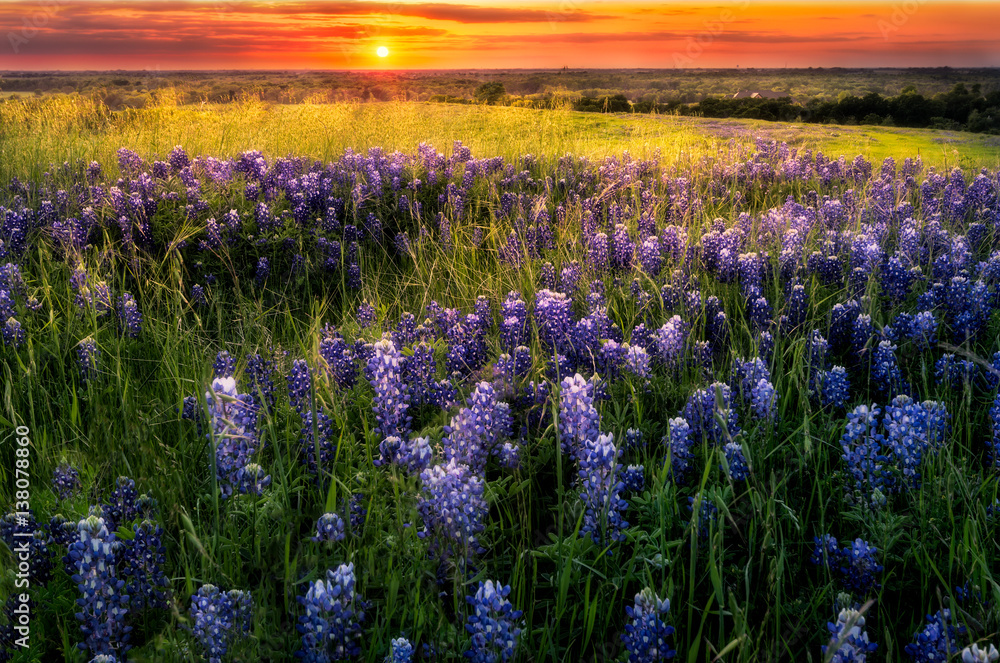 Fototapeta premium Sunset on Sugar Ridge Road, Ennis, TX
