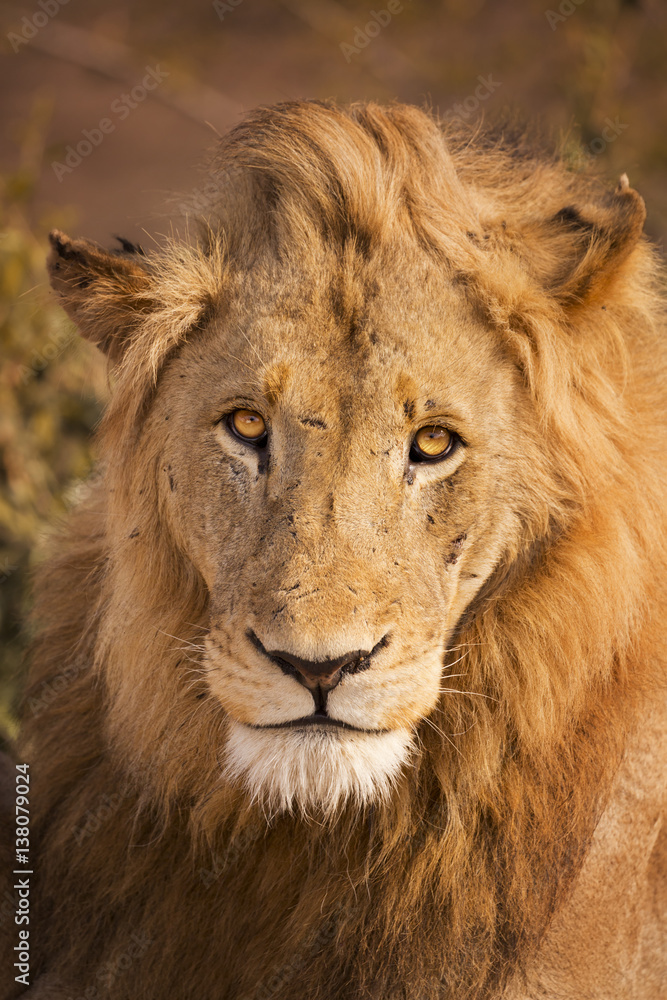 Lion in early morning sunlight in Kruger NP, South Africa