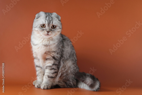 Silver gray Scottish fold cat on orange background
