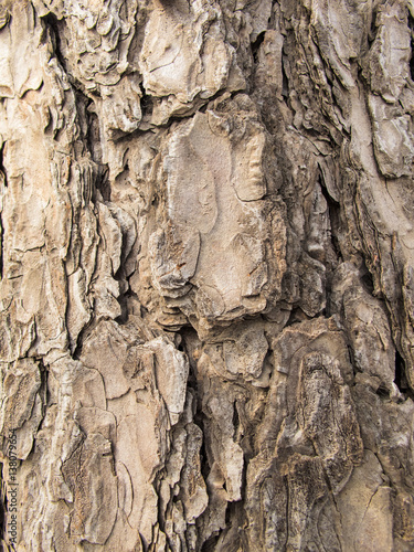 The bark of a tree /Pine tree bark image